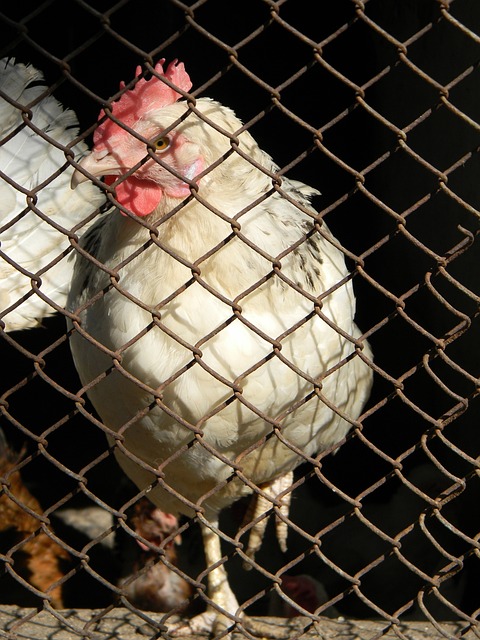 西发展战略 西发展战略